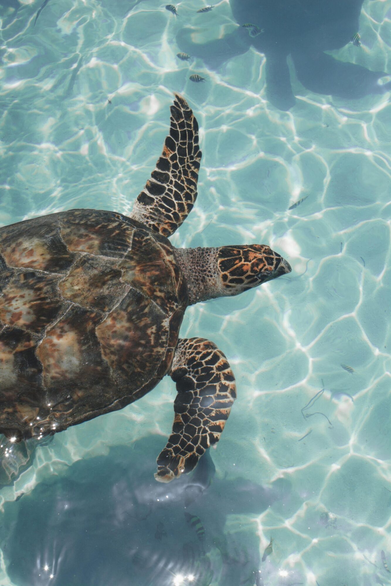 a sea turtle swimming in Tulum, Mexico