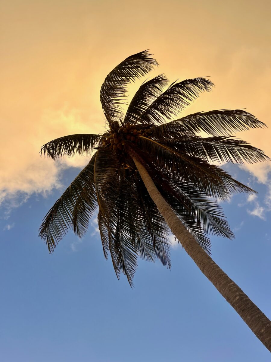 a palm tree over a sunset sky in Tulum