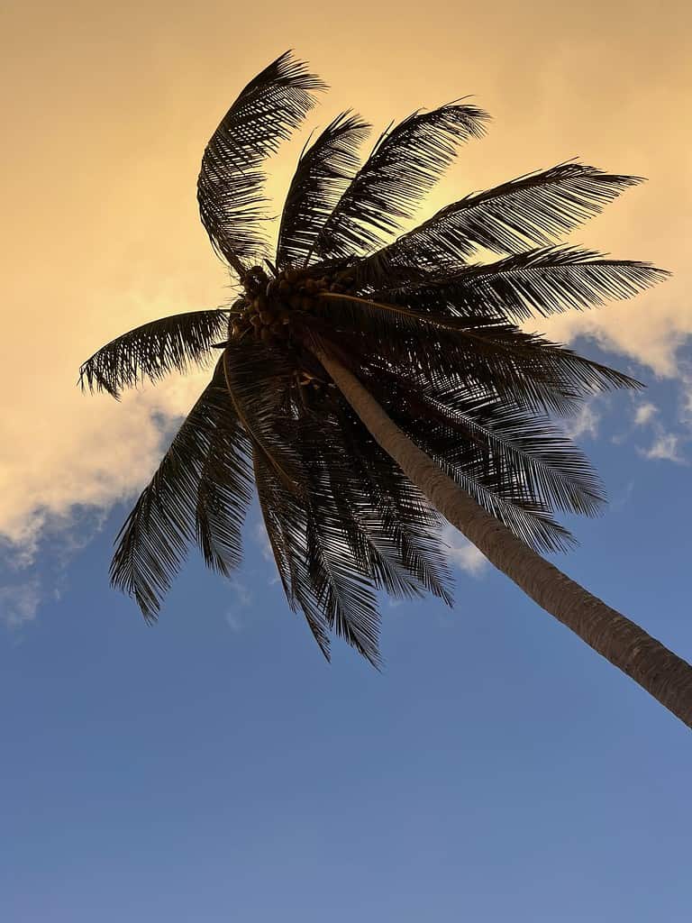 coconut palm tree in Tulum