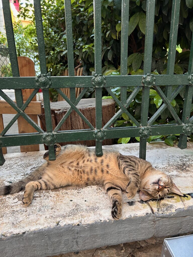 a cute street cat in the streets of Athens