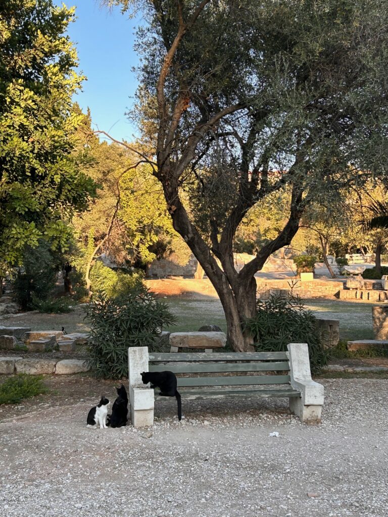 three street cats playing on a bench of Athens under an olive tree