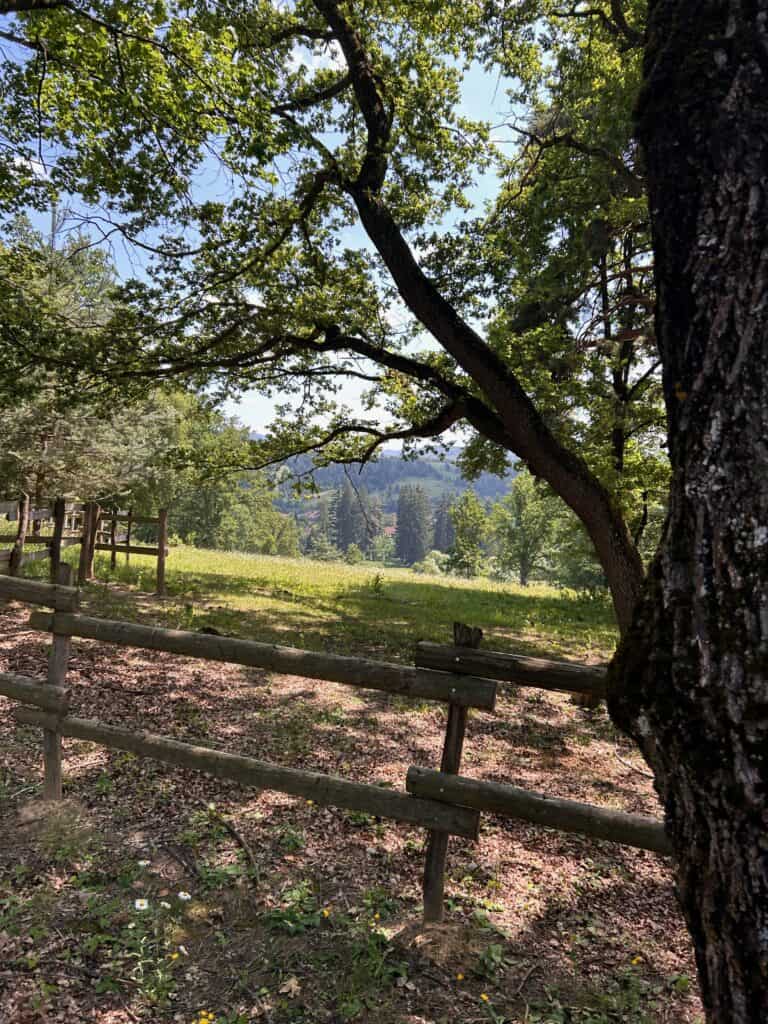 view of the forest in the domain of Zabola Estate in Transylvania