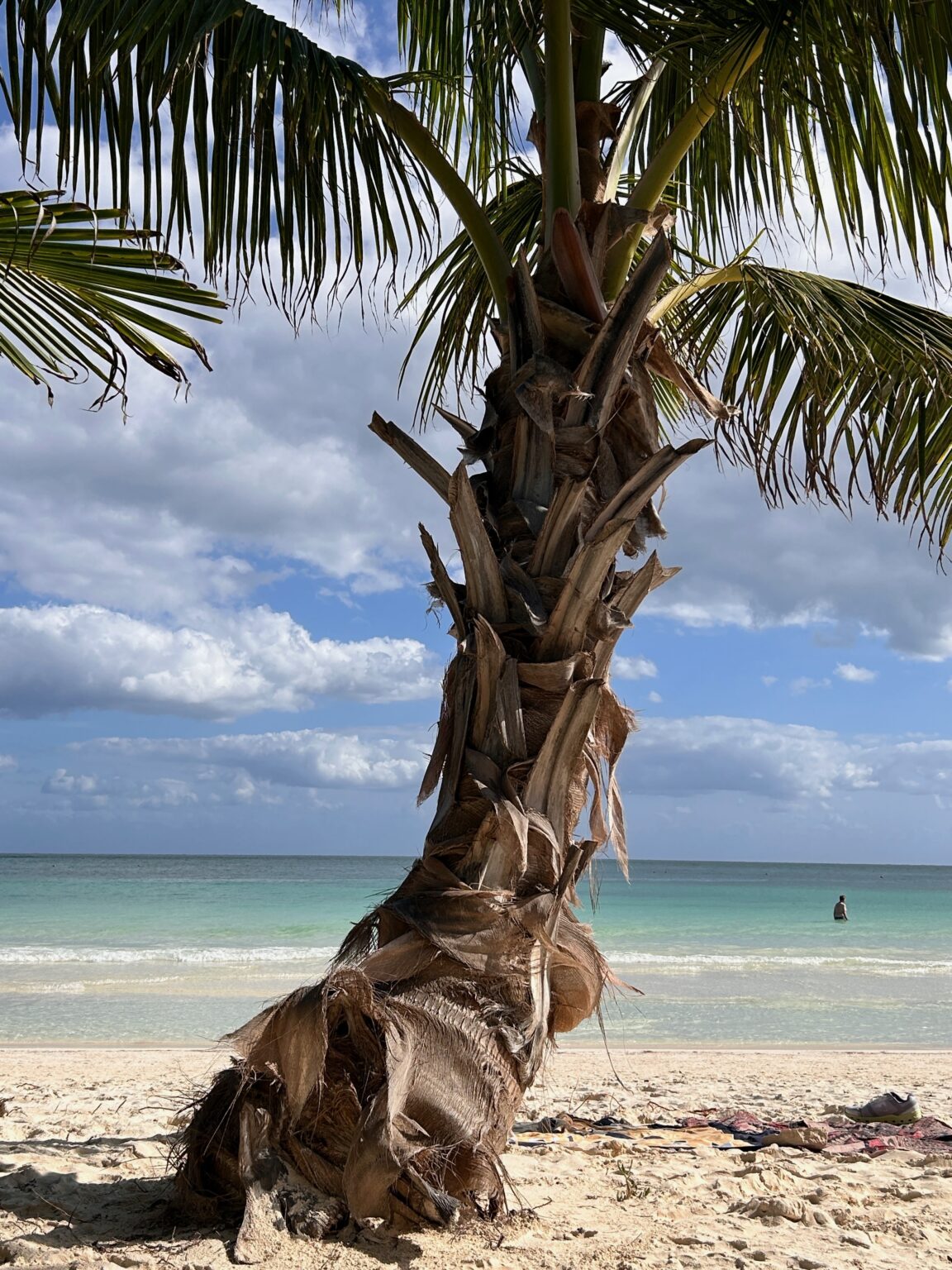 Palm tree on the beach shore of Tulum